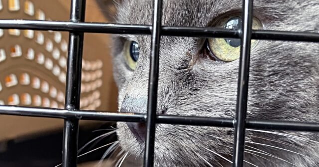 caged-cat-640x335.jpg