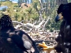 I pulcini dell’aquila calva del Big Bear crescono velocemente mentre si preparano per un traguardo importante