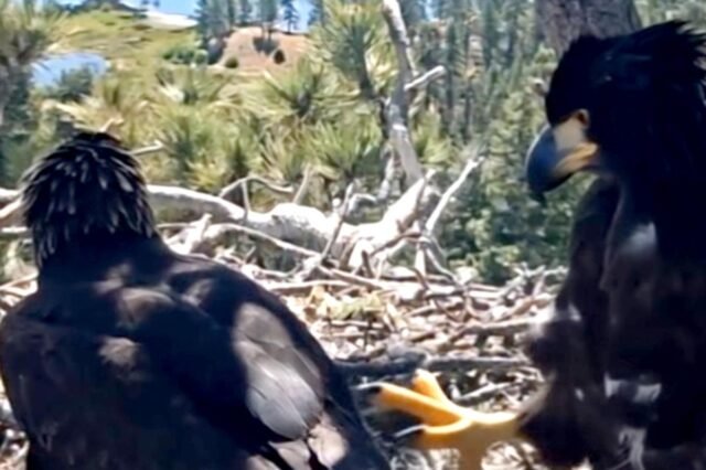 comp-eaglets.jpg