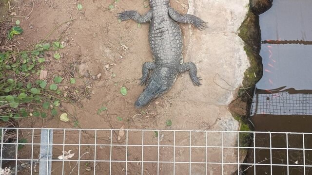 crocodile-enclosure-johnsons-old-hurst-fox-news-001.jpeg