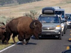 Dodicenne ricoverato in ospedale dopo essere stato ferito da un bisonte nel Parco Nazionale di Yellowstone