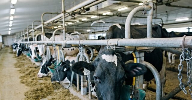 dairy-workers-640x335.jpg