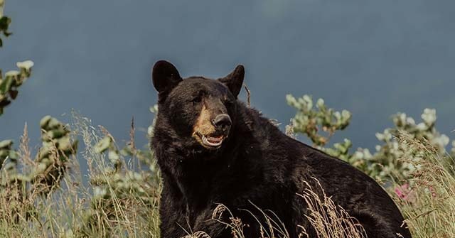 danika-perkinson-x1P45iTcnys-unsplash-640x335.jpg