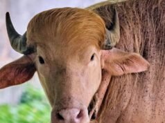 Il bufalo albino soprannominato “Donald Trump” fa scalpore allo zoo nazionale del Bangladesh per il suo pelo biondo