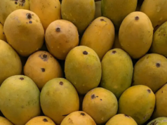I membri della diaspora e i newyorkesi apprezzano le varietà di mango indiano durante un evento speciale