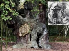 Un’antica quercia che si dice abbia dato rifugio al leggendario Robin Hood è morta