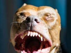 Ragazza, 8 anni, ha bisogno di 40 graffette in testa dopo aver protetto le sorelle dal Pitbull