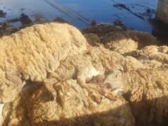 L’indagine sul benessere degli animali solleva interrogativi sulle azioni del dipartimento