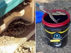 Un serpente a sonagli feroce impazzisce dopo che un bambino lo vede nel teatro della scuola materna