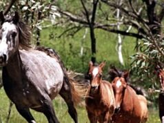L’Australia inizierà il massacro mortale di cavalli selvaggi