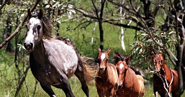 wild-horses-brumbies-640x335.jpg