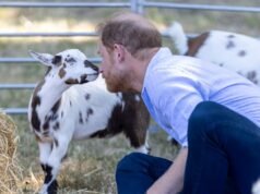 Il principe Harry si diverte con i bambini allo yoga della capra