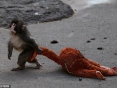 La scimmia orfana Punch riceve 2.500 biglietti d’auguri da sostenitori di tutto il mondo dopo essere stata abbandonata e fotografata mentre coccola un orangutan di peluche
