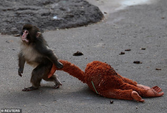 106564205-16006153-Six_month_old_Punch_pictured_clinging_to_his_now_viral_orangutan-a-1_1785077619934.jpg