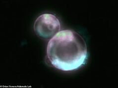 Gli scienziati COSTRUISCONO una cellula da zero: un organismo sintetico può nutrirsi, crescere, copiare il suo DNA e dividersi in una svolta mai vista prima al mondo