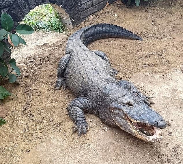 109797727-15982613-Crocodiles_pictured_in_the_enclosure_at_Johnsons_zoo_It_is_under-a-1_1784211219041.jpg