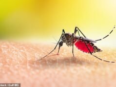 Avviso di aumento del terrificante virus Zika che causa danni al cervello: i britannici lo stanno riportando dalle famose destinazioni balneari