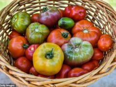 Una confezione da 90 centesimi di pomodorini è nutriente quanto un cestino “cimelio di famiglia” che costa cinque sterline? L’esperto di dieta rivela la varietà sorprendente che è la più sana