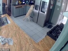 Cane ripreso dalla telecamera di casa mentre incendiava la cucina uccidendo altri tre animali domestici e causando danni per 200.000 dollari
