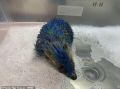 Quattro uomini arrestati dopo che un riccio è stato dipinto con i colori del Leeds United, lasciando un mammifero spinoso che faticava a respirare