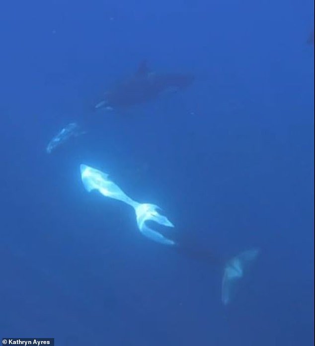 110187059-15995789-Researchers_recorded_the_moment_orcas_rammed_into_one_of_the_wor-a-38_1784733449989.jpg
