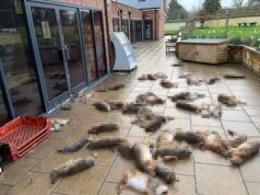 Il terrore della mafia colpisce le campagne britanniche mentre le bande della criminalità organizzata invadono le fattorie e intimidiscono i proprietari per organizzare eventi illegali di caccia alla lepre, scaricando carcasse nell’area in stile Padrino