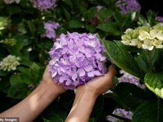 Guida definitiva alla cura del tuo giardino durante un’ondata di caldo: mentre l’RHS avverte dell’avvizzimento delle ortensie, come evitare che i tuoi fiori preferiti muoiano a causa del divieto di innaffiare i tubi