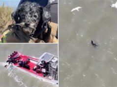 Cucciolo smarrito trovato alla deriva nella baia di San Francisco sopravvive agli attacchi dei gabbiani prima del salvataggio del “film d’azione”.
