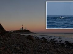 L’orca assassina avvistata al largo della costa di Montauk in quello che potrebbe essere il primo avvistamento di LI da decenni
