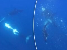 Le orche fanno a pezzi pesci da 4.000 libbre in un comportamento killer mai visto prima, catturato dalla telecamera