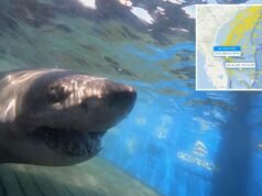 Il grande squalo bianco da 1.400 libbre stupisce gli scienziati con un nuovo ping al largo della costa della Florida