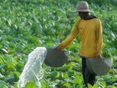Il confezionamento semplice e il divieto degli additivi nei prodotti del tabacco creeranno uno tsunami economico