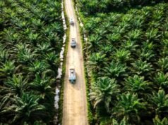 Agrinas Palma apre posti vacanti per 20.000 lavoratori per gestire Palm Ast: dai un’occhiata alle posizioni necessarie