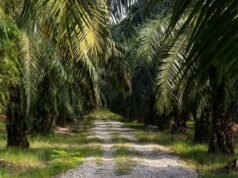 La DPR spinge affinché la legge speciale sull’olio di palma sia inclusa nel Prolegnas 2026, alludendo al fatto che la Malesia dispone già di regolamenti