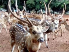 Viral 2 Deer al TMP Kalibata Fuga dalla gabbia, ecco la cronologia e la causa