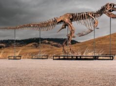 T. Rex stabilisce un record all’asta di Sotheby’s