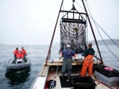 L’amministrazione Trump mira a ridurre le normative sulla pesca commerciale negli Stati Uniti