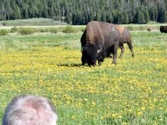 Yellowstone: un bisonte agitato lancia un uomo in aria per otto piedi, ferendolo gravemente