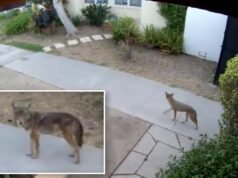 Un filmato terrificante mostra un branco di coyote che caccia animali domestici nelle case di Los Angeles