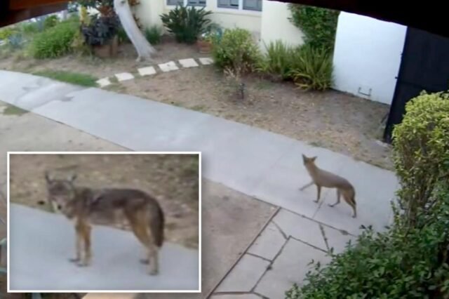 COYOTE-PROWLERS.jpg