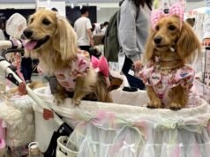 L’industria giapponese della cura degli animali domestici è in forte espansione poiché i “bambini con la pelliccia” superano il numero dei neonati