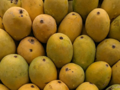 Il raro mango “Noorjahan” in MP del peso di ben 3,3 kg viene venduto a Rs 3.800