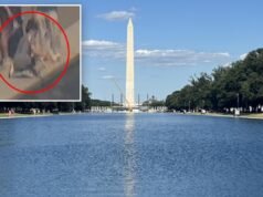 Trump condivide la notizia della piscina riflettente “cristallina” e chiede l’arresto del sospettato di vandalismo