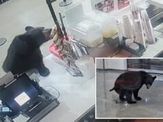 Orso nero irrompe nel centro commerciale dell’Alaska, mangia una pesca e fa i suoi bisogni sul pavimento prima di andarsene: video