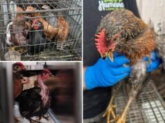 70 polli dall’aspetto triste strappati in “condizioni tortuose” in una casa di Long Island