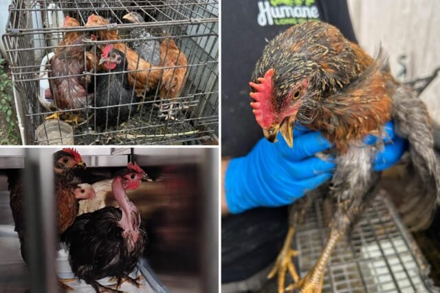 chicken-rescue-comp.jpg