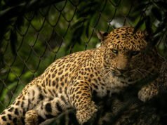 Leopard irrompe in un negozio di liquori e aggredisce un dipendente