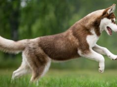 L’eroe Husky salva il ragazzo da un possibile attacco di un orso caricando un animale selvatico