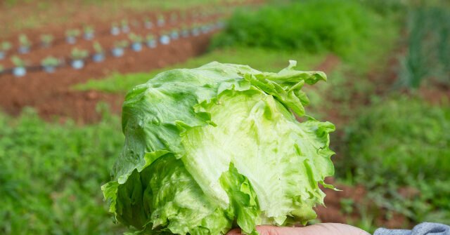 iceberg-lettuce-640x335.jpg