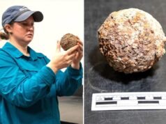 Una rara palla di cannone emerge dal terreno ad Alamo, probabilmente intatta da quasi 190 anni